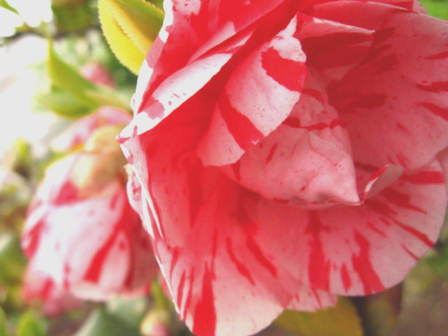 c0013462_20154613.jpg