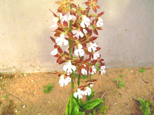 c0013462_209761.jpg
