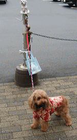d0014690_2035184.gif
