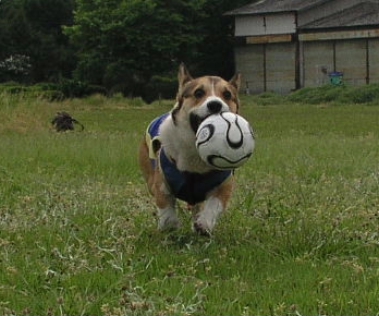 e0071225_110120.jpg