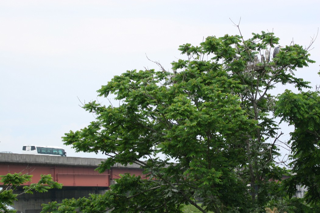 f0081726_20154042.jpg