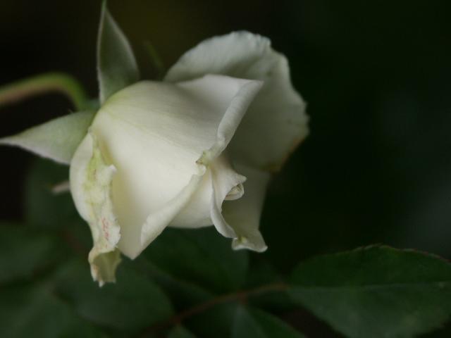 b0075541_3555535.jpg