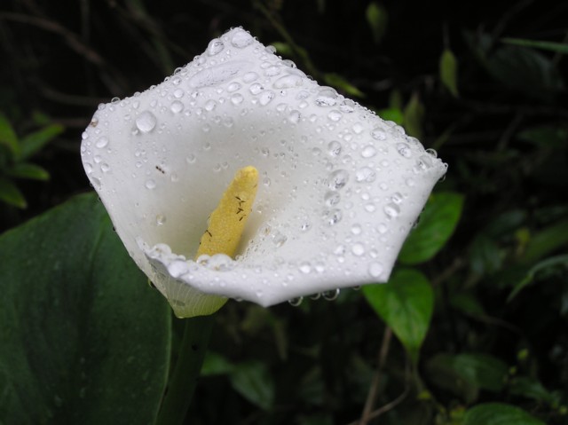 a0052156_20242237.jpg