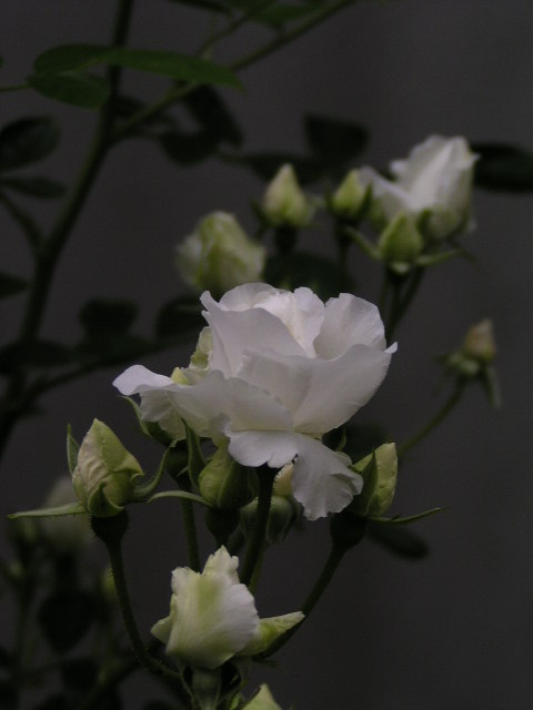 f0074659_22172074.jpg