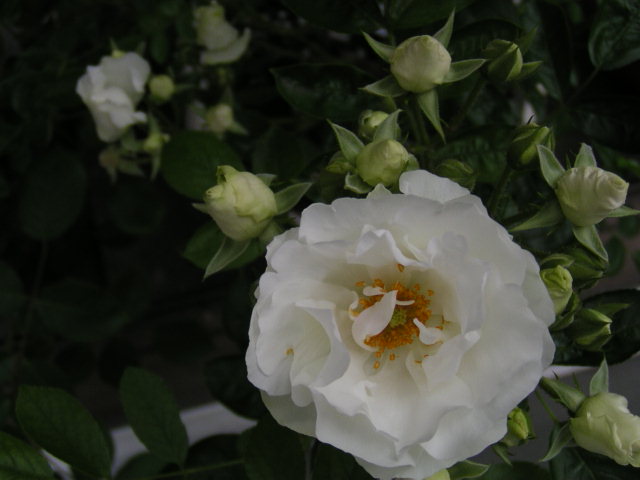 f0074659_22192068.jpg