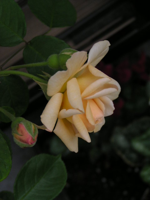 f0074659_222007.jpg