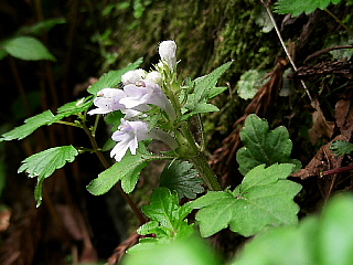 b0053765_18434471.jpg