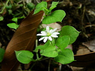 b0053765_1981481.jpg
