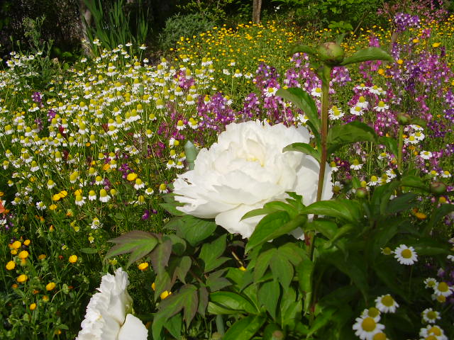 d0001070_16514591.jpg