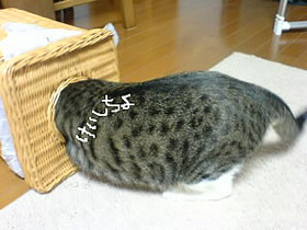 c0035001_11265254.jpg