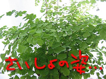 a0041508_20315155.jpg