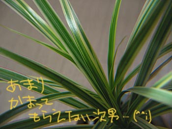 a0041508_20323351.jpg