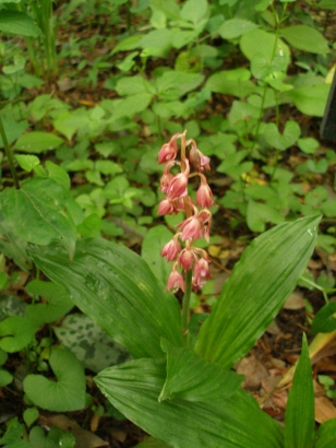 e0083212_1748443.jpg