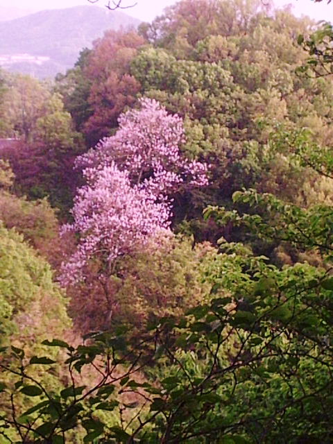 f0079723_182630100.jpg