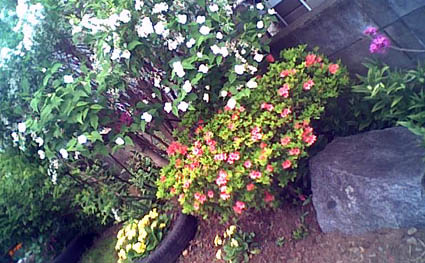 a0020929_21565677.jpg