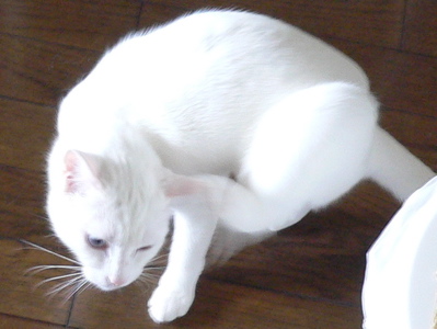 f0073833_1211226.jpg