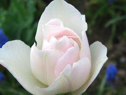 c0000134_1039954.jpg