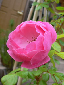 f0061334_11163038.jpg