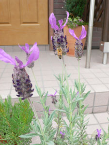f0061334_1116482.jpg