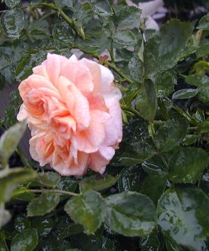 b0089338_026165.jpg