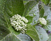 c0046340_1894384.jpg
