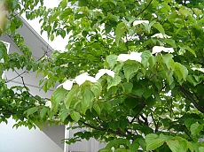 b0044663_12452662.jpg