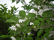 b0044663_1245670.jpg