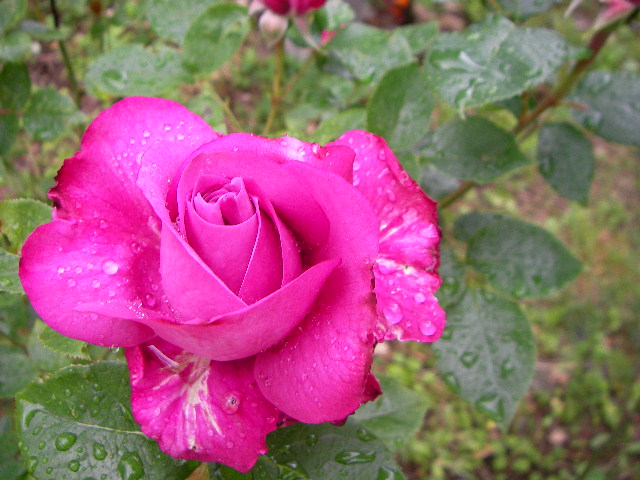 b0091187_22161587.jpg
