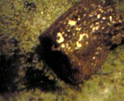 e0025497_222914.jpg