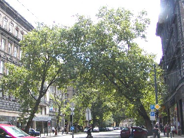 f0021504_5262752.jpg