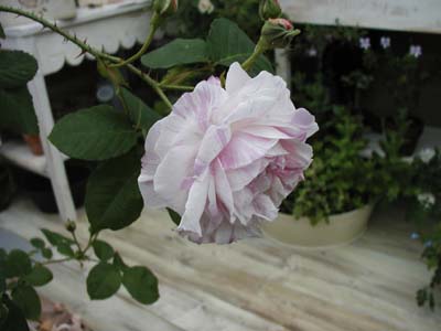 f0059818_17294791.jpg
