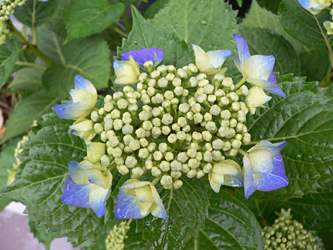 c0069048_6563577.jpg