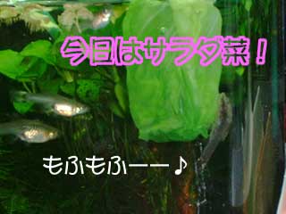 a0030054_01847.jpg