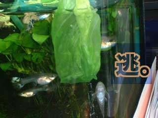 a0030054_034955.jpg