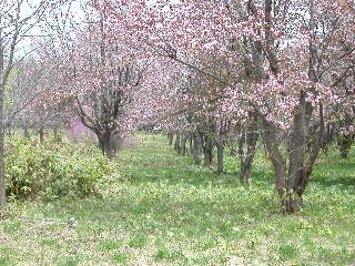 e0004756_2013040.jpg