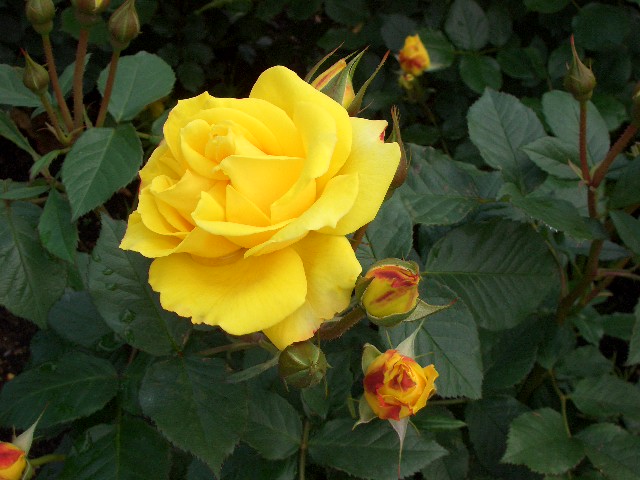 b0095760_1720224.jpg