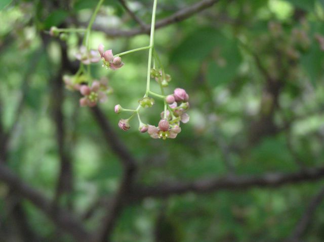 c0042869_21145397.jpg