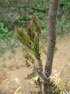 d0051707_93197.jpg
