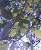 d0024220_20452995.jpg