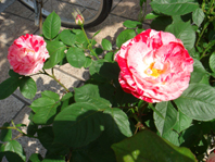 d0063438_2215432.jpg
