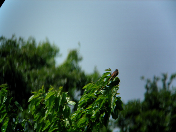 e0015377_15475617.jpg