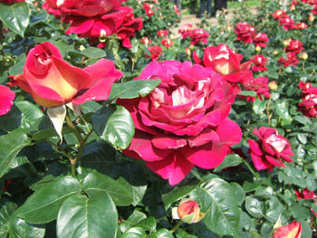 f0074680_20495124.jpg