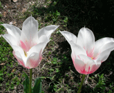 b0032694_11332334.gif