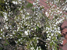b0032694_11364769.gif