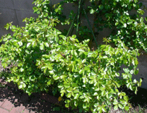 b0032694_11375379.gif