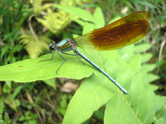 e0083097_10374552.jpg
