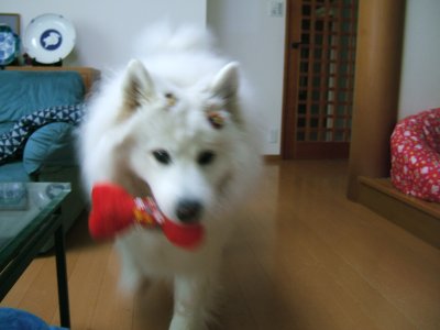 b0073110_152939100.jpg