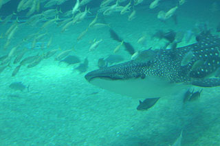 d0062111_121557.jpg