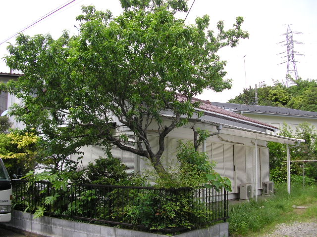 b0096418_17141159.jpg