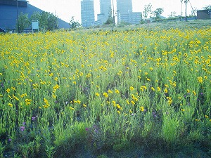 b0006329_21361627.jpg
